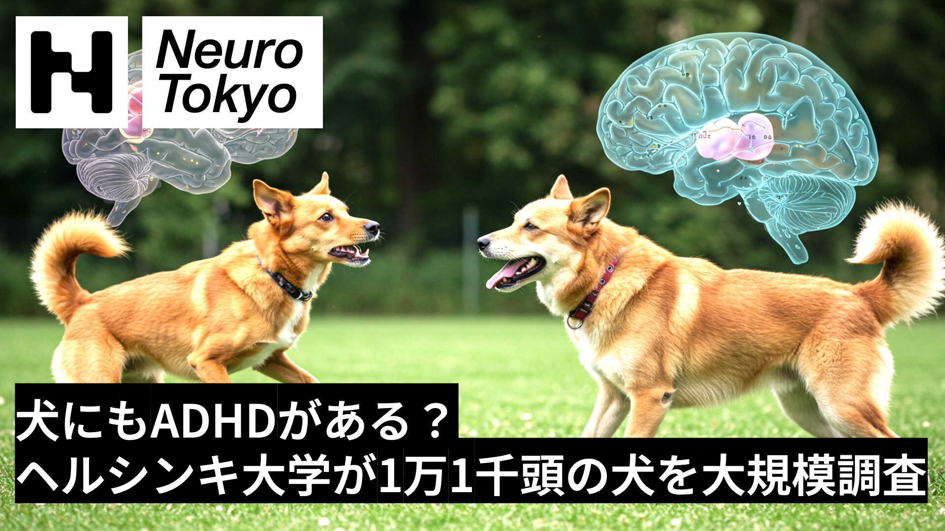 【犬にもADHDがある？】ヘルシンキ大学が1万1000頭の犬を大規模調査：犬のADHD特性を研究 - Neuro Tokyo